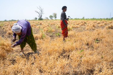 NAGPUR, MAHARASHTRA, INDIA 13 Mart 2024: Hindistan tarla, Maharashtra, Hindistan 'da ekin hasat eden çiftçi.