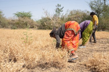NAGPUR, MAHARASHTRA, INDIA 13 Mart 2024: Hindistan tarla, Maharashtra, Hindistan 'da ekin hasat eden çiftçi.