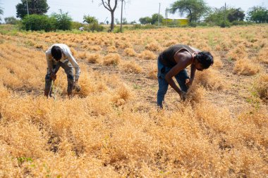 NAGPUR, MAHARASHTRA, INDIA 13 Mart 2024: Hindistan tarla, Maharashtra, Hindistan 'da ekin hasat eden çiftçi.