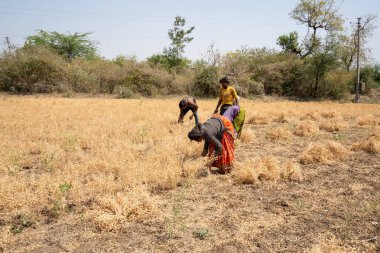 NAGPUR, MAHARASHTRA, INDIA 13 Mart 2024: Hindistan tarla, Maharashtra, Hindistan 'da ekin hasat eden çiftçi.