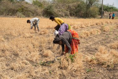 NAGPUR, MAHARASHTRA, INDIA 13 Mart 2024: Hindistan tarla, Maharashtra, Hindistan 'da ekin hasat eden çiftçi.