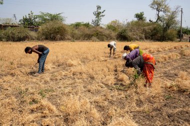 NAGPUR, MAHARASHTRA, INDIA 13 Mart 2024: Hindistan tarla, Maharashtra, Hindistan 'da ekin hasat eden çiftçi.
