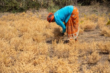 NAGPUR, MAHARASHTRA, INDIA 13 Mart 2024: Hindistan tarla, Maharashtra, Hindistan 'da ekin hasat eden çiftçi.