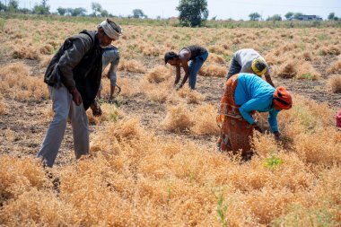 NAGPUR, MAHARASHTRA, INDIA 13 Mart 2024: Hindistan tarla, Maharashtra, Hindistan 'da ekin hasat eden çiftçi.