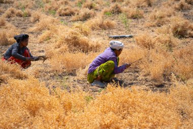 NAGPUR, MAHARASHTRA, INDIA 13 Mart 2024: Hindistan tarla, Maharashtra, Hindistan 'da ekin hasat eden çiftçi.