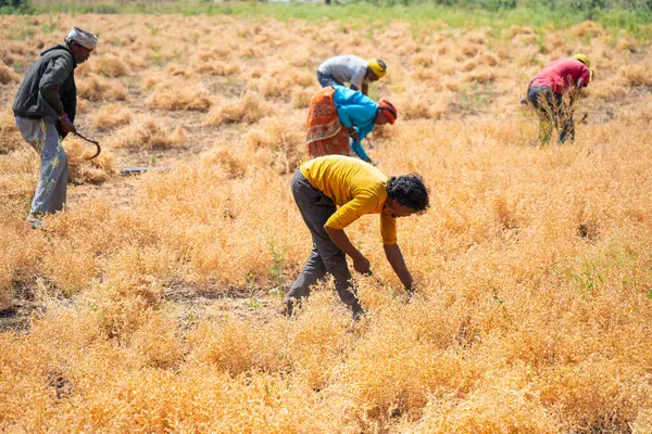 NAGPUR, MAHARASHTRA, INDIA 13 Mart 2024: Hindistan tarla, Maharashtra, Hindistan 'da ekin hasat eden çiftçi.