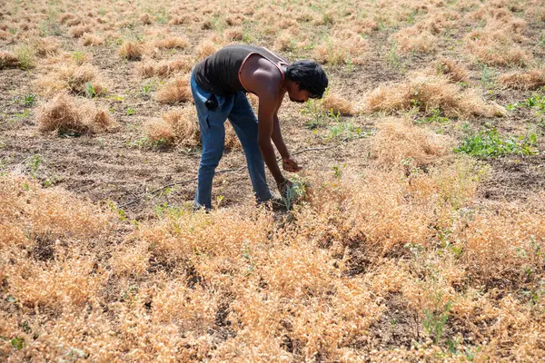 Nagpur Maharashtra Indien März 2024 Indische Bauern Ernten Feldfrüchte Maharashtra lizenzfreie Stockfotos