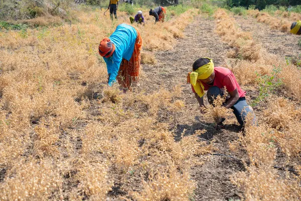 Nagpur Maharashtra Índia Março 2024 Agricultor Indiano Que Colhe Culturas Imagem De Stock