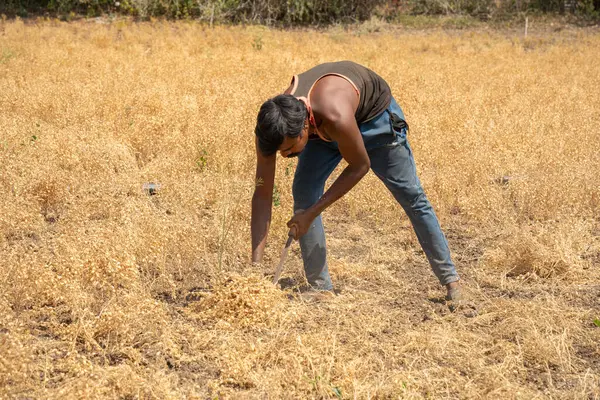 Nagpur Maharashtra Indien März 2024 Indische Bauern Ernten Feldfrüchte Maharashtra Stockbild