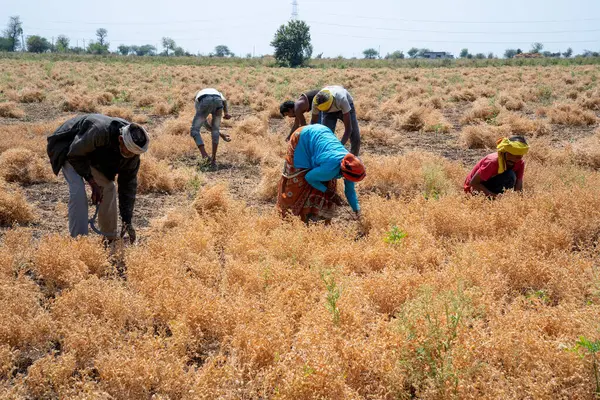 Nagpur Maharashtra Índia Março 2024 Agricultor Indiano Que Colhe Culturas Fotografia De Stock