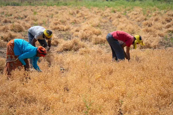 Nagpur Maharashtra India March 2024 Indian Farmer Harvesting Crops Agriculture 免版税图库照片
