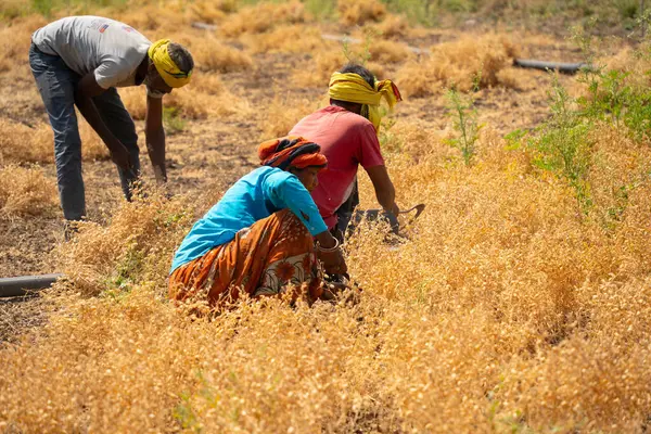 Nagpur Maharashtra Índia Março 2024 Agricultor Indiano Que Colhe Culturas Imagem De Stock