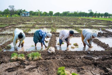 NAGPUR, MAHARASHTRA, INDIA, 16 Şubat 2024: Hintli kadın çiftçiler tarım arazisine soğan tohumları ekiyor.
