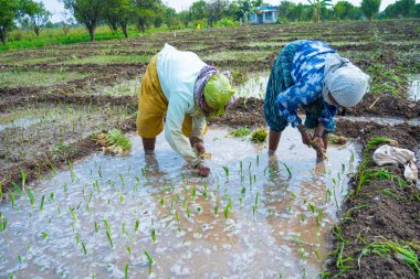 NAGPUR, MAHARASHTRA, INDIA, 16 Şubat 2024: Hintli kadın çiftçiler tarım arazisine soğan tohumları ekiyor.