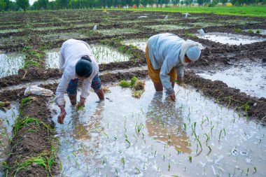 NAGPUR, MAHARASHTRA, INDIA, 16 Şubat 2024: Hintli kadın çiftçiler tarım arazisine soğan tohumları ekiyor.