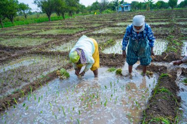 NAGPUR, MAHARASHTRA, INDIA, 16 Şubat 2024: Hintli kadın çiftçiler tarım arazisine soğan tohumları ekiyor.