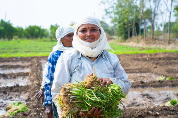 Nagpur Maharashtra Índia Fevereiro 2024 Mulheres Agricultoras Indianas Plantando Mudas Imagens Royalty-Free