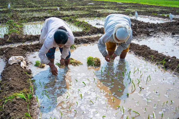 Nagpur Maharashtra Indien Februar 2024 Indische Bäuerinnen Pflanzen Zwiebelsetzlinge Auf Stockbild