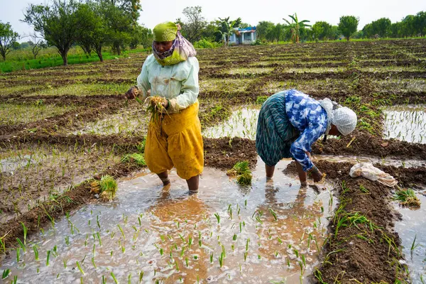 Nagpur Maharashtra Índia Fevereiro 2024 Mulheres Agricultoras Indianas Plantando Mudas Fotografia De Stock