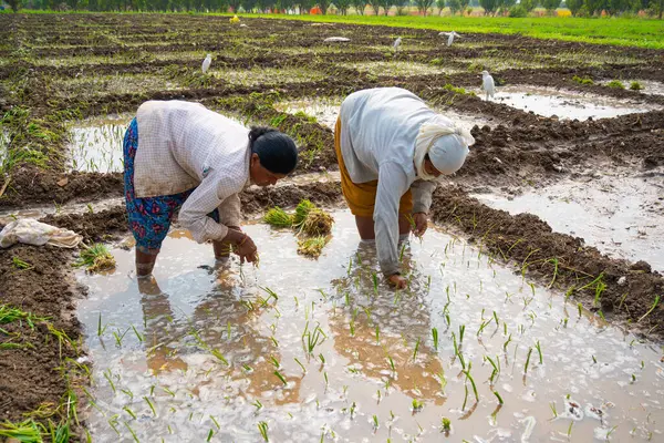 Nagpur Maharashtra Indien Februar 2024 Indische Bäuerinnen Pflanzen Zwiebelsetzlinge Auf lizenzfreie Stockfotos