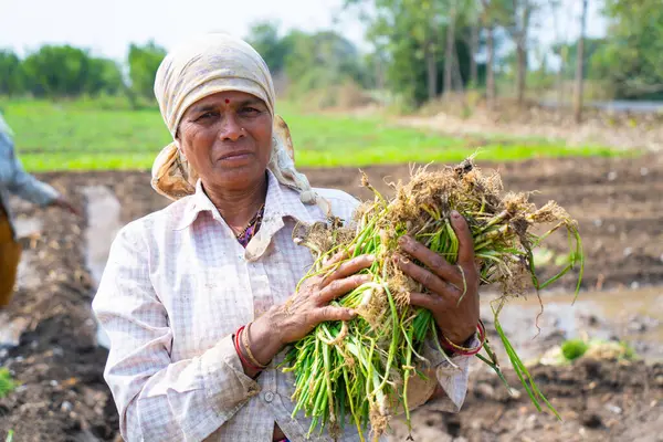 Nagpur Maharashtra Indien Februar 2024 Indische Bäuerinnen Pflanzen Zwiebelsetzlinge Auf lizenzfreie Stockfotos