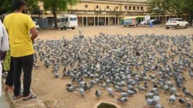 Jaipur sokaklarında güvercinler, şehir sokaklarında yemek yiyen kuş sürüsü..