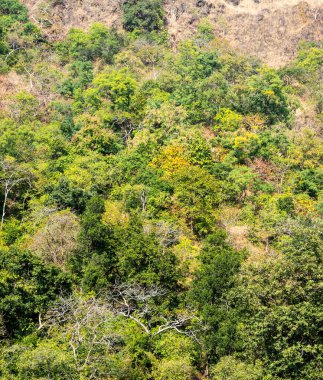 Günbatımında orman manzarası