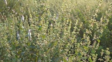 Doğa arka planında vahşi bitkiler.