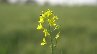 Bahar mevsiminde, taze taze taze buğdaylı sulu kulaklar makroyu kaplıyor. Buğday tarlasının olgunlaşmış kulakları. Yeşil Buğday Alanı.