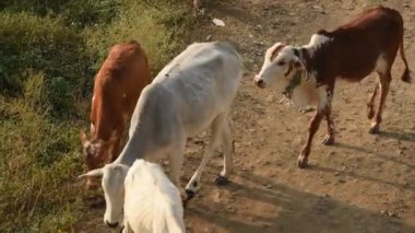Bir grup inek sabahın erken saatlerinde yol kenarında yürüyor.