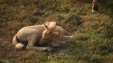 Yeşil çayırdaki tay, küçük bebek at..