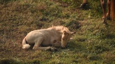 Yeşil çayırdaki tay, küçük bebek at..