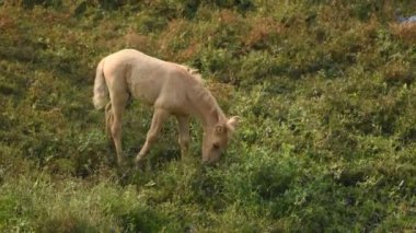 Yeşil çayırdaki tay, küçük bebek at..