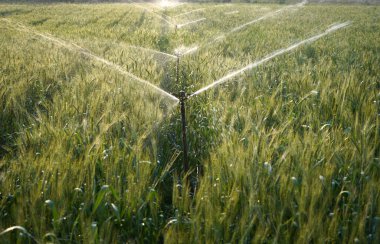 Sulama sistemi buğday tarlasını suluyor, Hindistan.