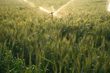 Sulama sistemi buğday tarlasını suluyor, Hindistan.