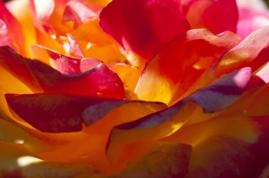 Taze güllerin soyut arkaplanı