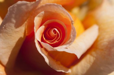 Taze güllerin soyut arkaplanı