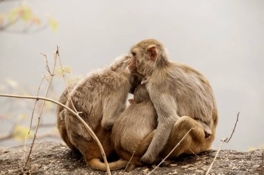 Bebekli maymun ailesi, birbirlerine sarılıyorlar, kırmızı suratlı maymun, duygusal bir fotoğraf..