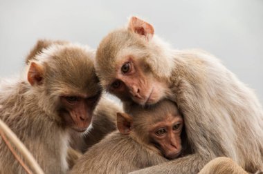 Bebekli maymun ailesi, birbirlerine sarılıyorlar, kırmızı suratlı maymun, duygusal bir fotoğraf..