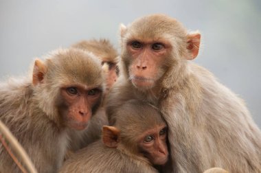 Bebekli maymun ailesi, birbirlerine sarılıyorlar, kırmızı suratlı maymun, duygusal bir fotoğraf..