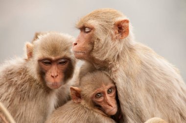 Bebekli maymun ailesi, birbirlerine sarılıyorlar, kırmızı suratlı maymun, duygusal bir fotoğraf..
