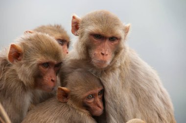 Bebekli maymun ailesi, birbirlerine sarılıyorlar, kırmızı suratlı maymun, duygusal bir fotoğraf..