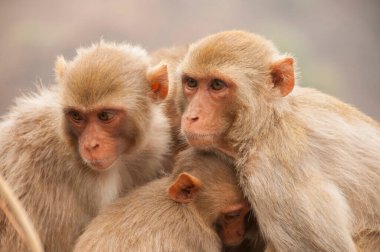 Bebekli maymun ailesi, birbirlerine sarılıyorlar, kırmızı suratlı maymun, duygusal bir fotoğraf..