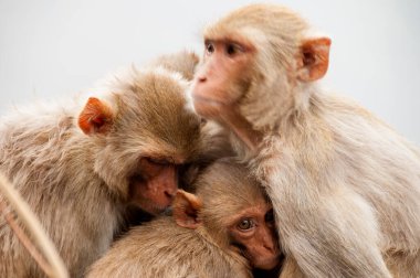 Bebekli maymun ailesi, birbirlerine sarılıyorlar, kırmızı suratlı maymun, duygusal bir fotoğraf..