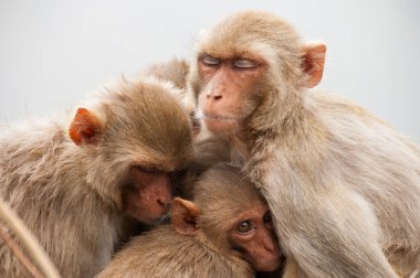 Bebekli maymun ailesi, birbirlerine sarılıyorlar, kırmızı suratlı maymun, duygusal bir fotoğraf..