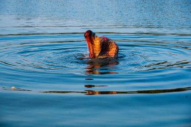 Traditionally dressed Indian woman pray into the river on Chhat Puja Festival. clipart