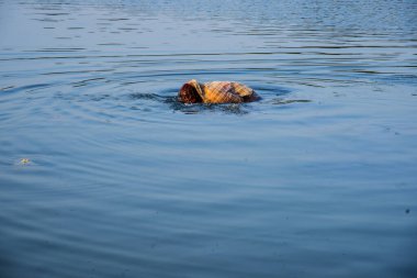 Geleneksel giyinmiş Hintli kadın Chhat Puja Festivali 'nde nehre dua ediyor..