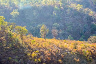 Hindistan 'daki dağ ormanlarının yaz manzarası.
