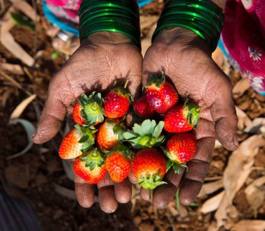 Elimde taze çilek tutuyordum.