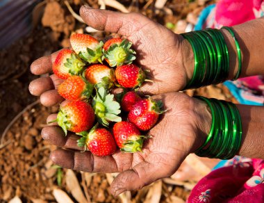Elimde taze çilek tutuyordum.